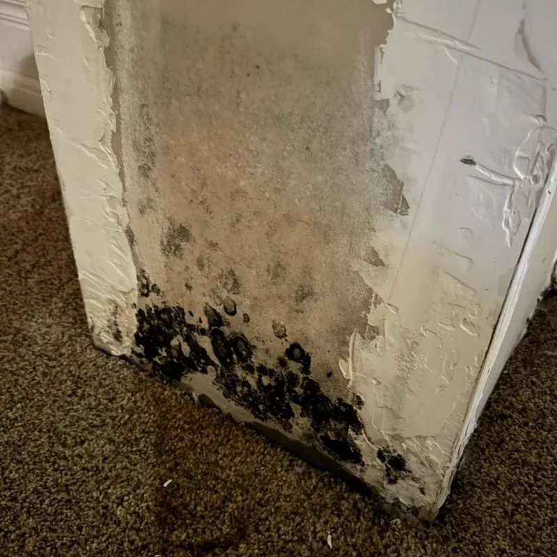 Professional Mold Removal in Fulton, IL